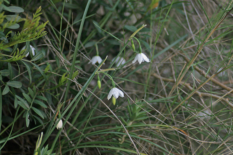 Leucojum nicaeense  / Campanellino nizzardo.